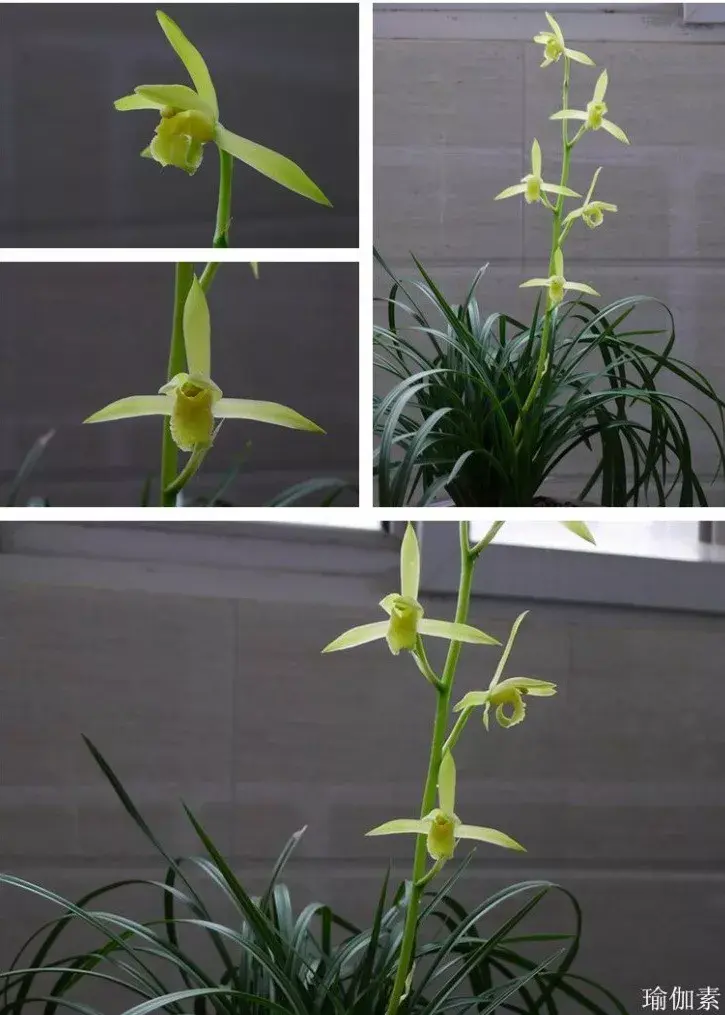 蕙兰素心鉴赏以及名品图鉴