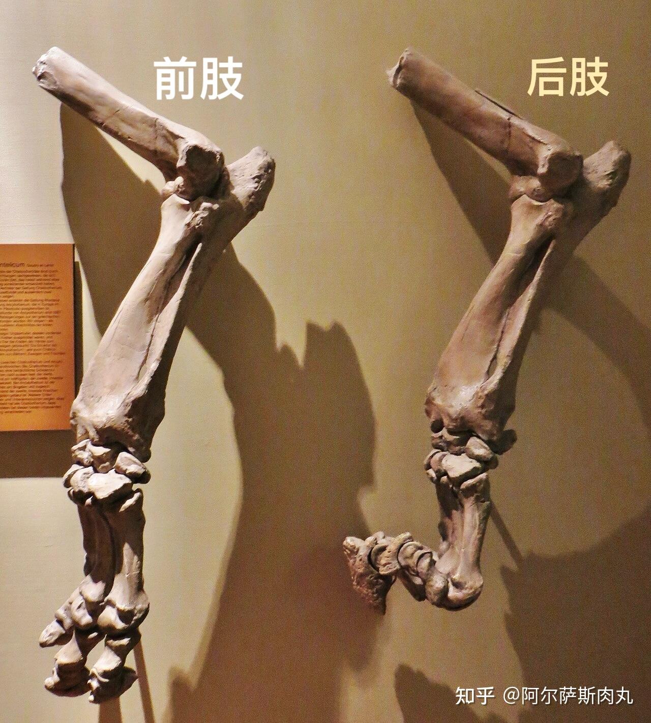 「Rise of Mammals丨兽族崛起 10」巨爪时代 - 知乎