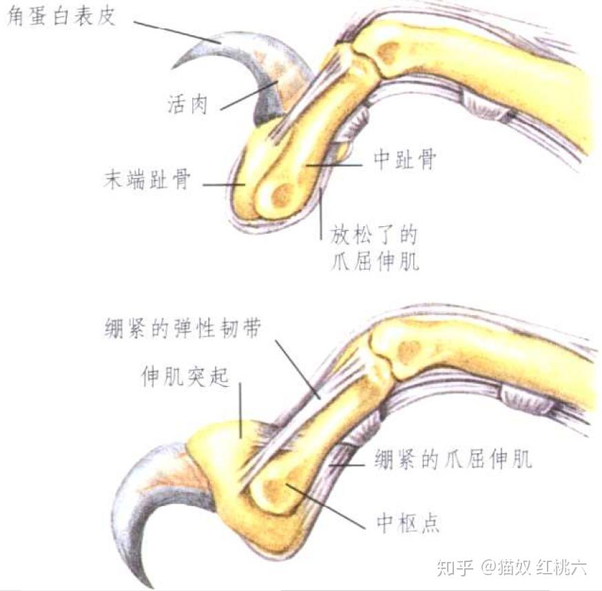 猫爪结构解剖图片