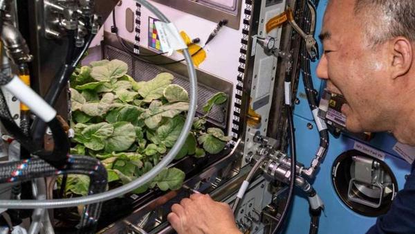 在太空中可以实现蔬菜自由吗？航天员能量餐带你揭秘太空种菜 - 知乎