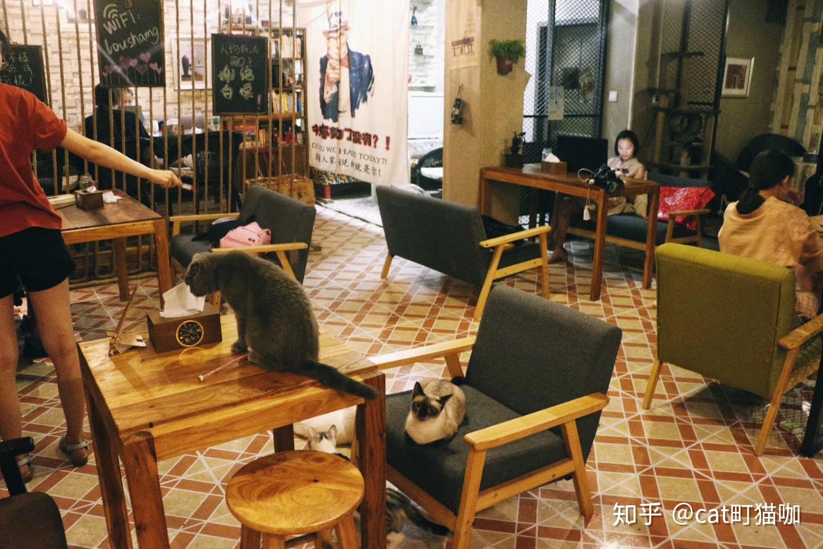 猫舍咖啡厅|空间|家装设计|史蒂芬布 - 原创作品 - 站酷 (ZCOOL)