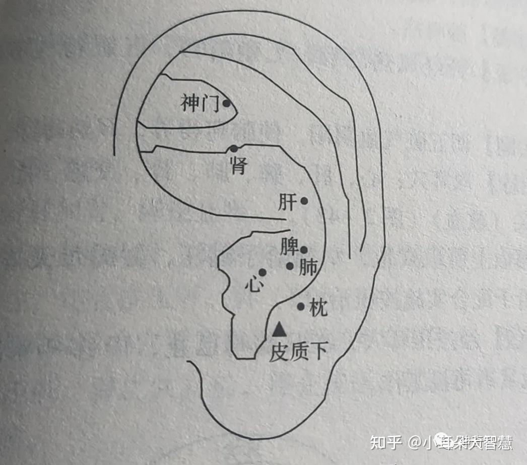 耳朵皮质下的位置图图片