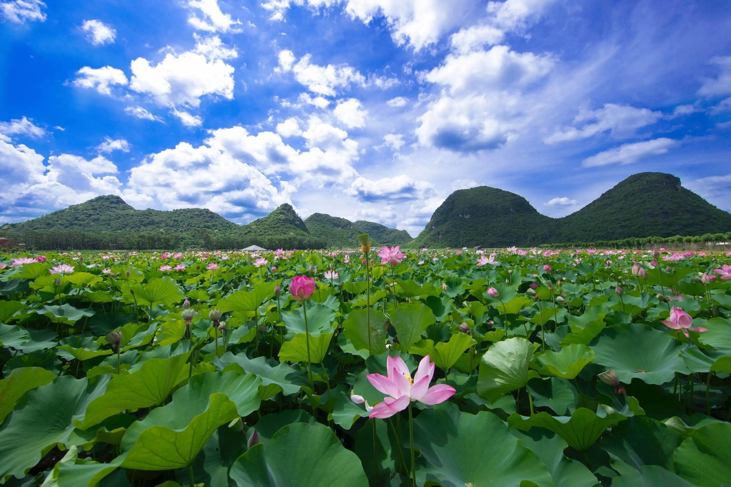 普者黑风景区位于云南省文山壮族苗族自治州,是典型的喀斯特岩溶地貌