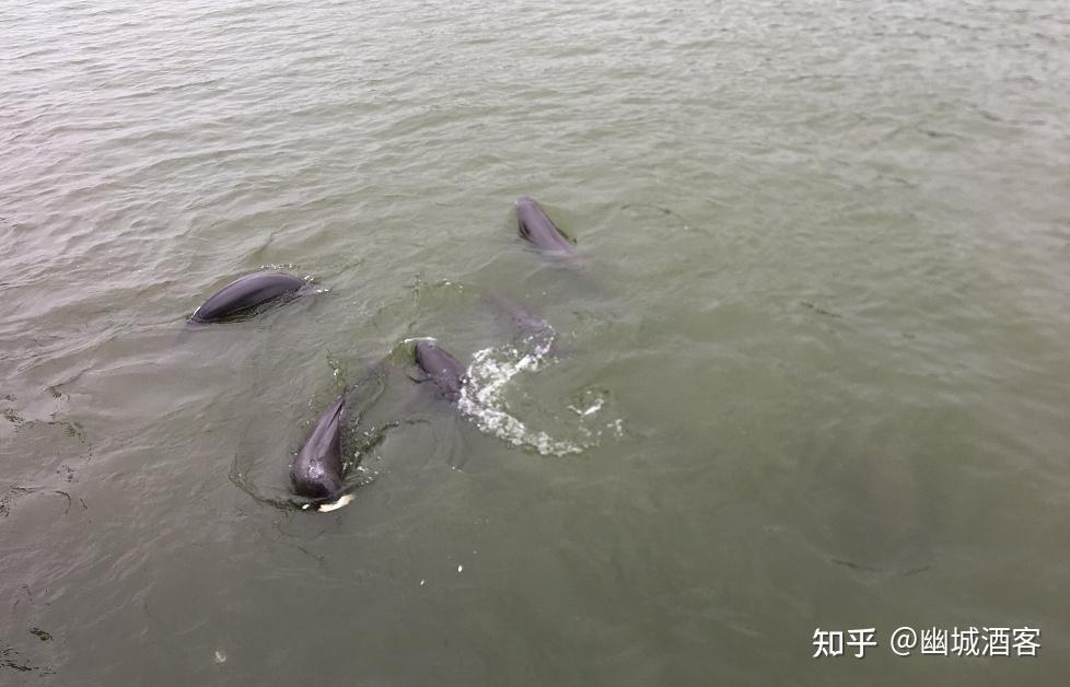 长江的大考禁渔后江豚重现武汉种群隐患早有伏笔