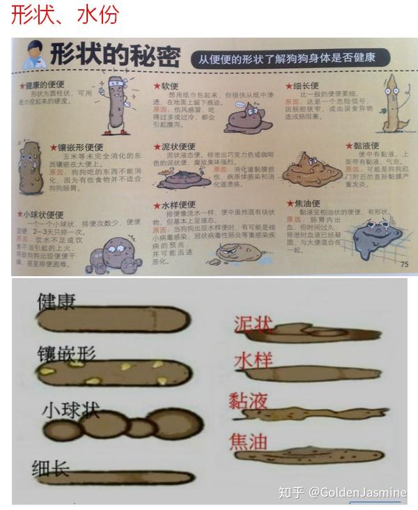 辨识狗狗便便 - 知乎