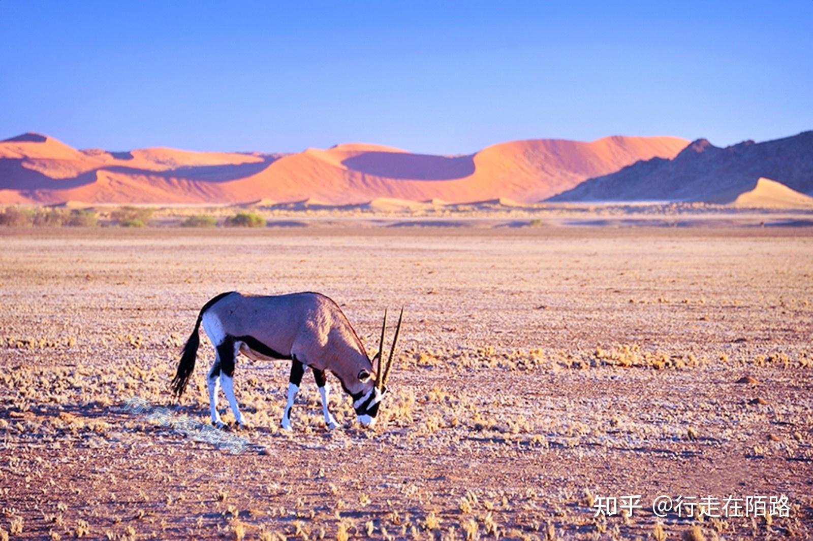 日落 沙漠 非洲 纳米布 纳米比亚 太阳 景区 景观 自然图片下载 - 觅知网