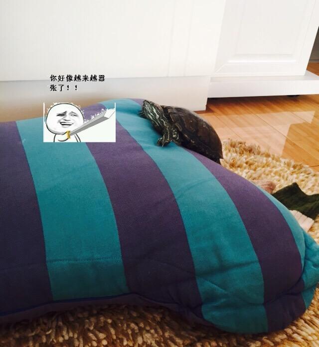 乌龟能活多久?巴西龟呢?