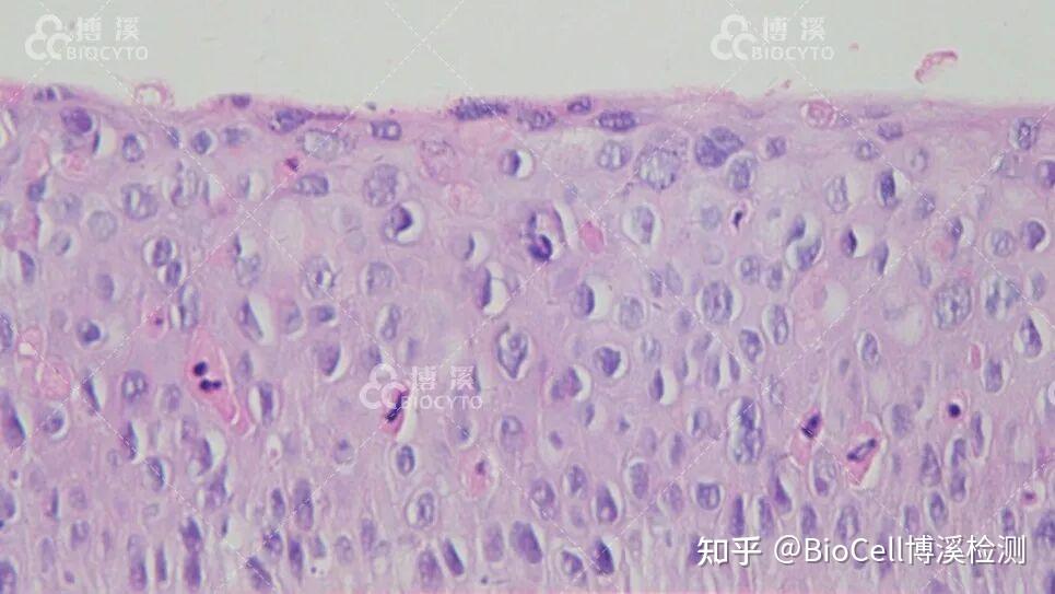 从上皮到全层:博溪检测三款3D阴道黏膜模型正式上线 - 知乎