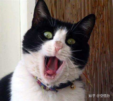 大嘴瞪着,这个词与汉语里的目瞪口呆十分契合】the aged hunter gaped