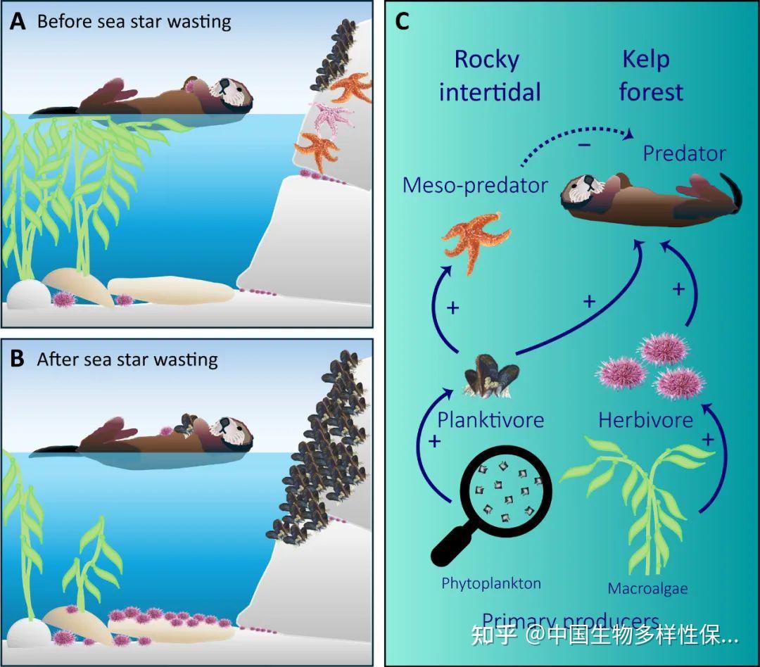 王海诗：海星一死，海獭吃到撑！一次生态链变化带来的连锁反应- 知乎