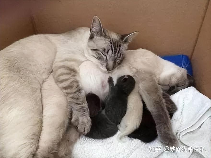 猫咪发春时有哪些表现