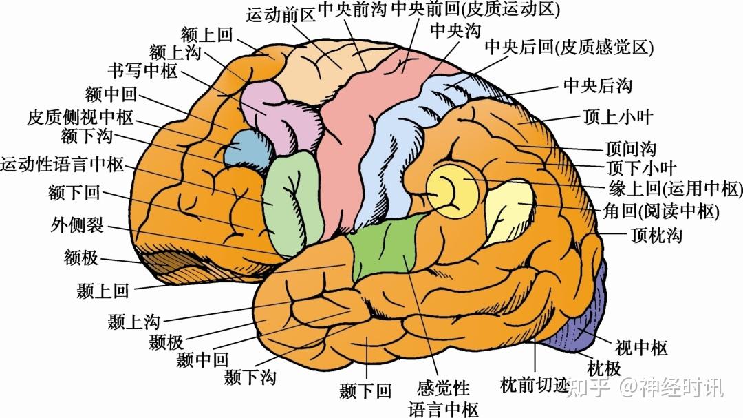 左侧大脑半球外侧面结构及功能区两侧大脑半球的功能不完全对称