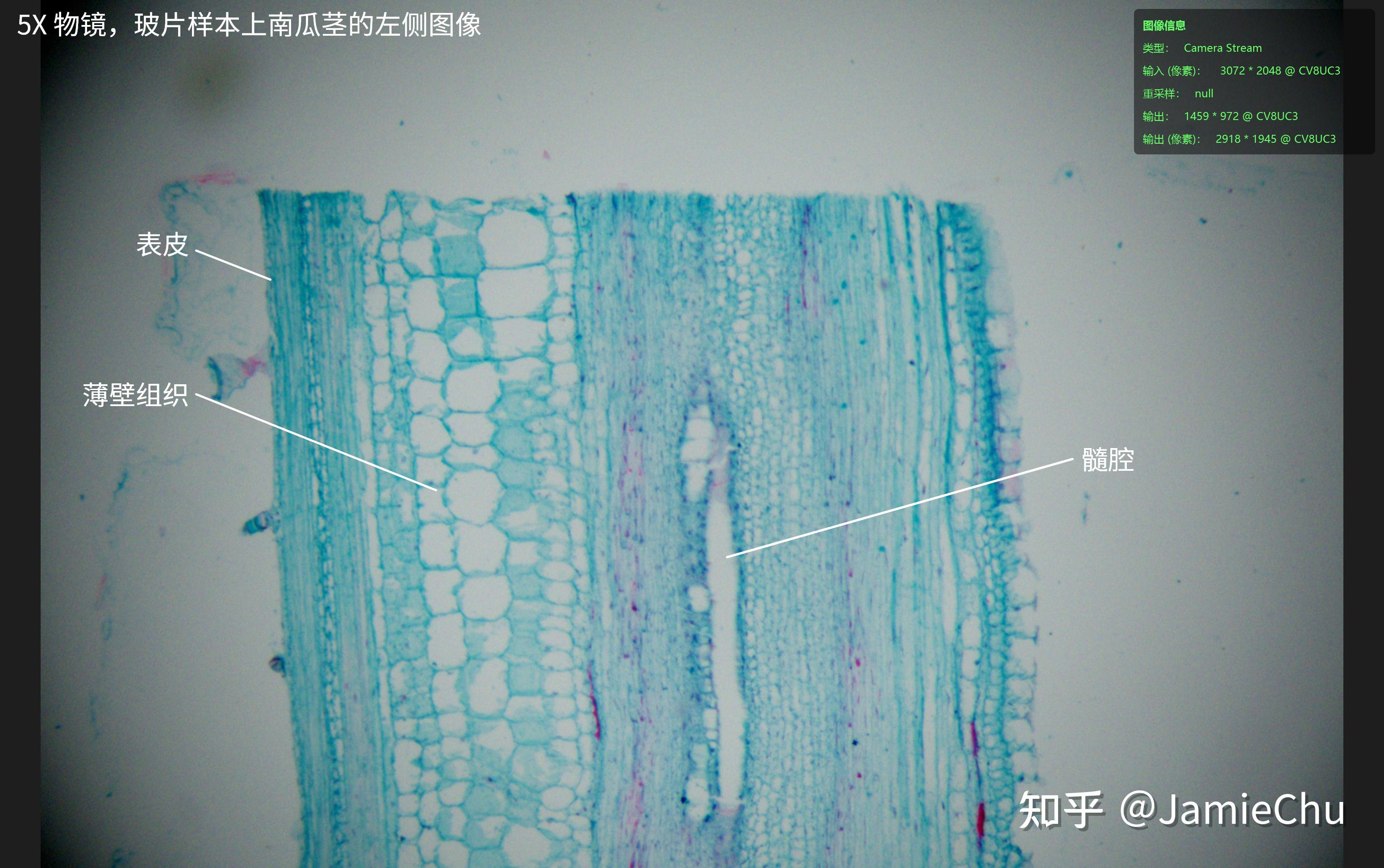 南瓜茎纵切结构说明图图片