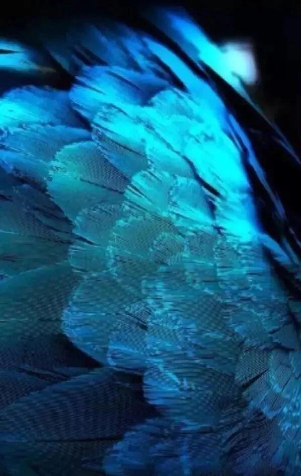 翠鸟羽毛的独特光泽