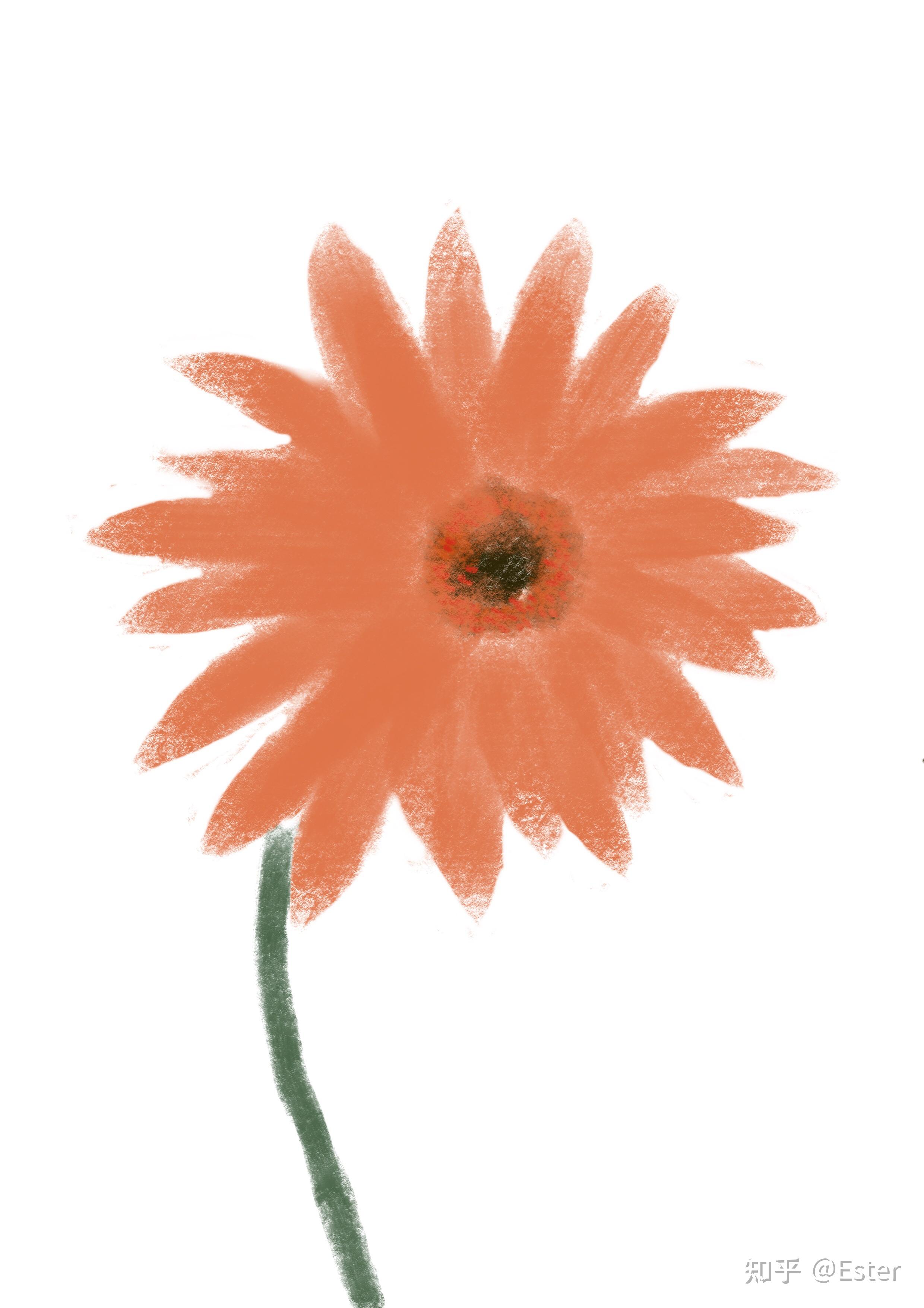 花艺师的花艺手绘~非洲菊 - 知乎