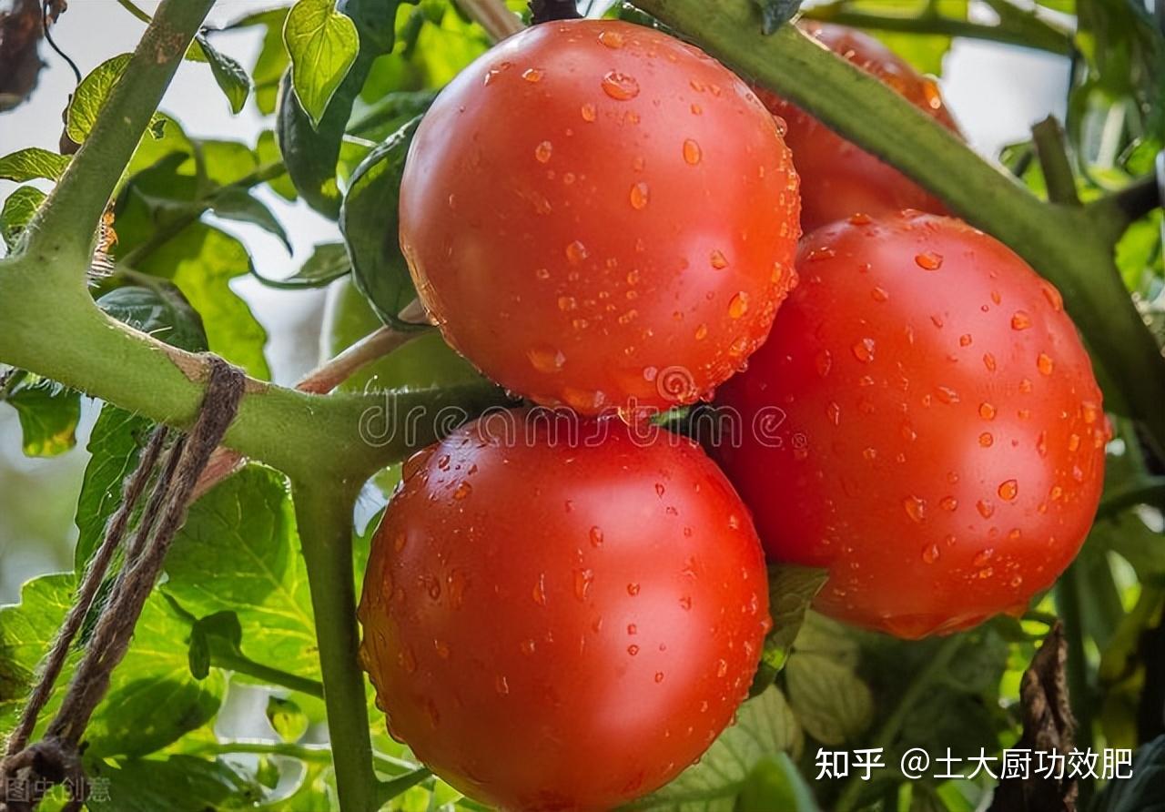三农科普 | 番茄裂果原因及预防措施_农业中国_中国网