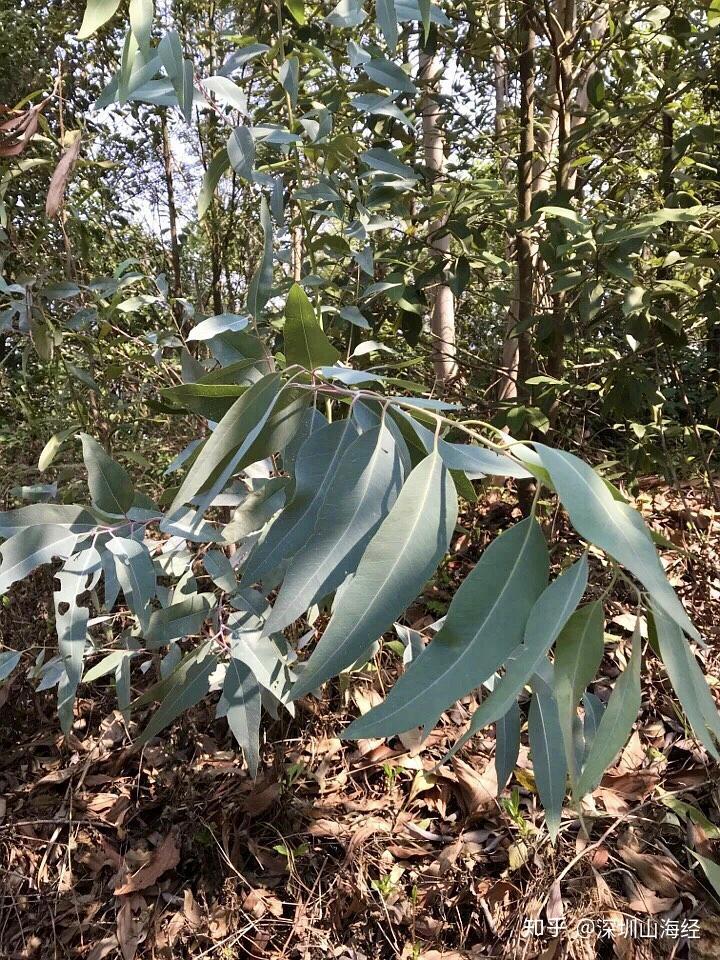 科屬:桃金娘科 | 桉屬別名:白柴油樹,莽樹,有加利,大葉桉樹等花期:4-9