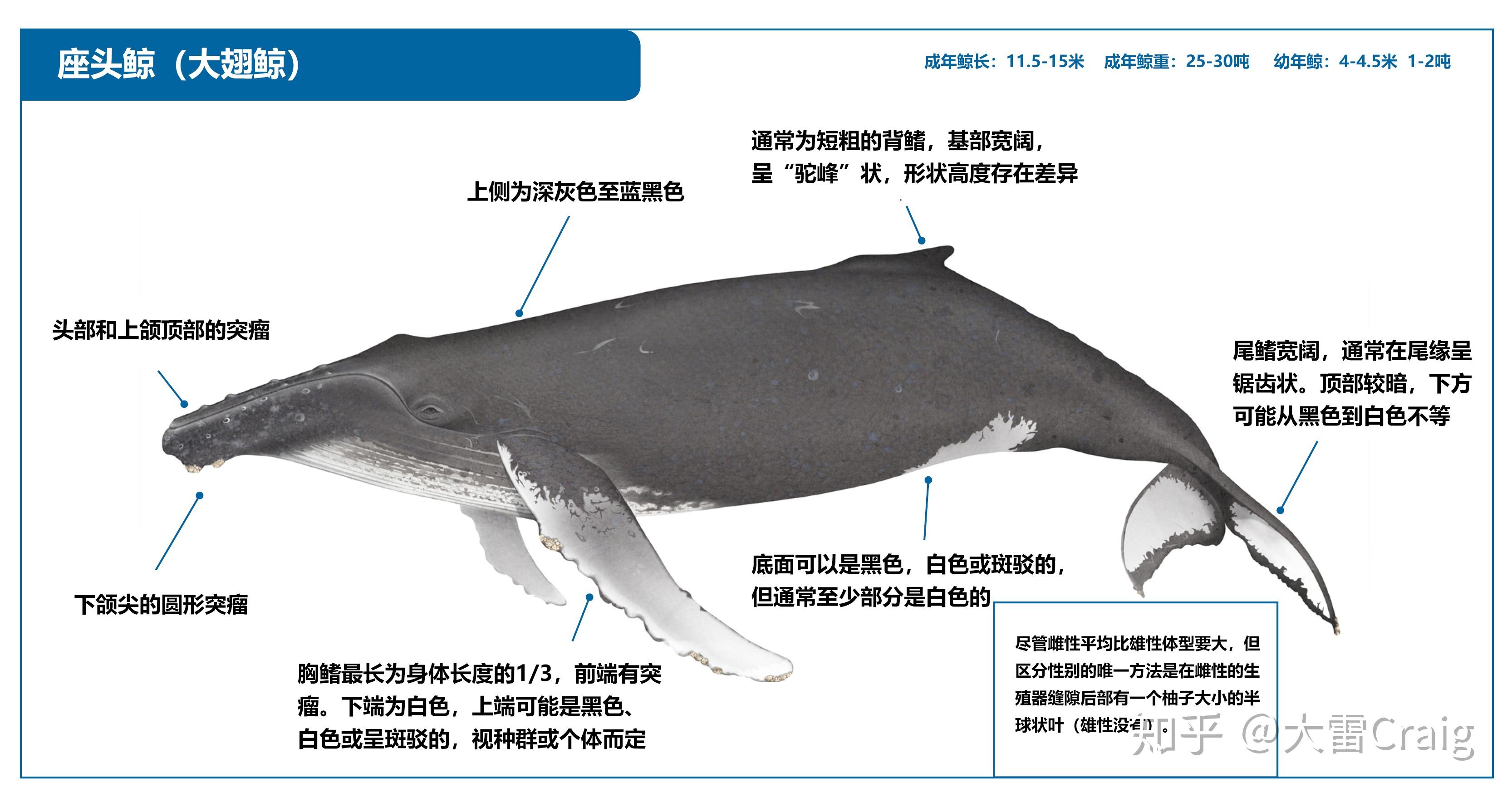 5 Wonderful Whales to Love - Ocean Conservancy