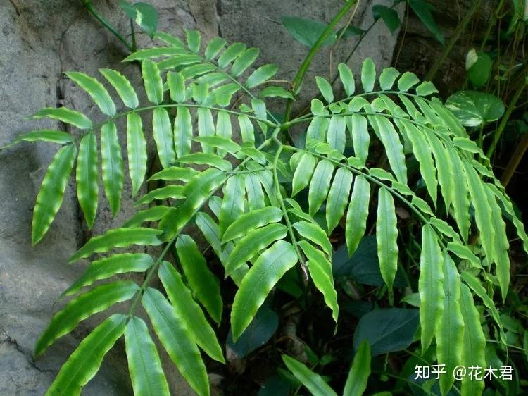 观音莲座蕨的鉴赏与栽培 - 知乎
