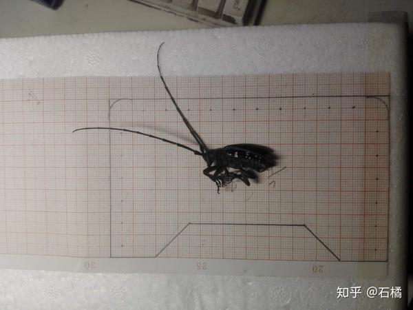 昆虫标本制作星天牛年7月14日记 昆虫标本制作天牛标本 百泓网 昆虫标本制作星天牛年7月14日记 昆虫标本制作天牛标本 百泓网