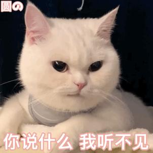 怎么让猫听话？让猫听话的典范好用办法（如何让猫听话）