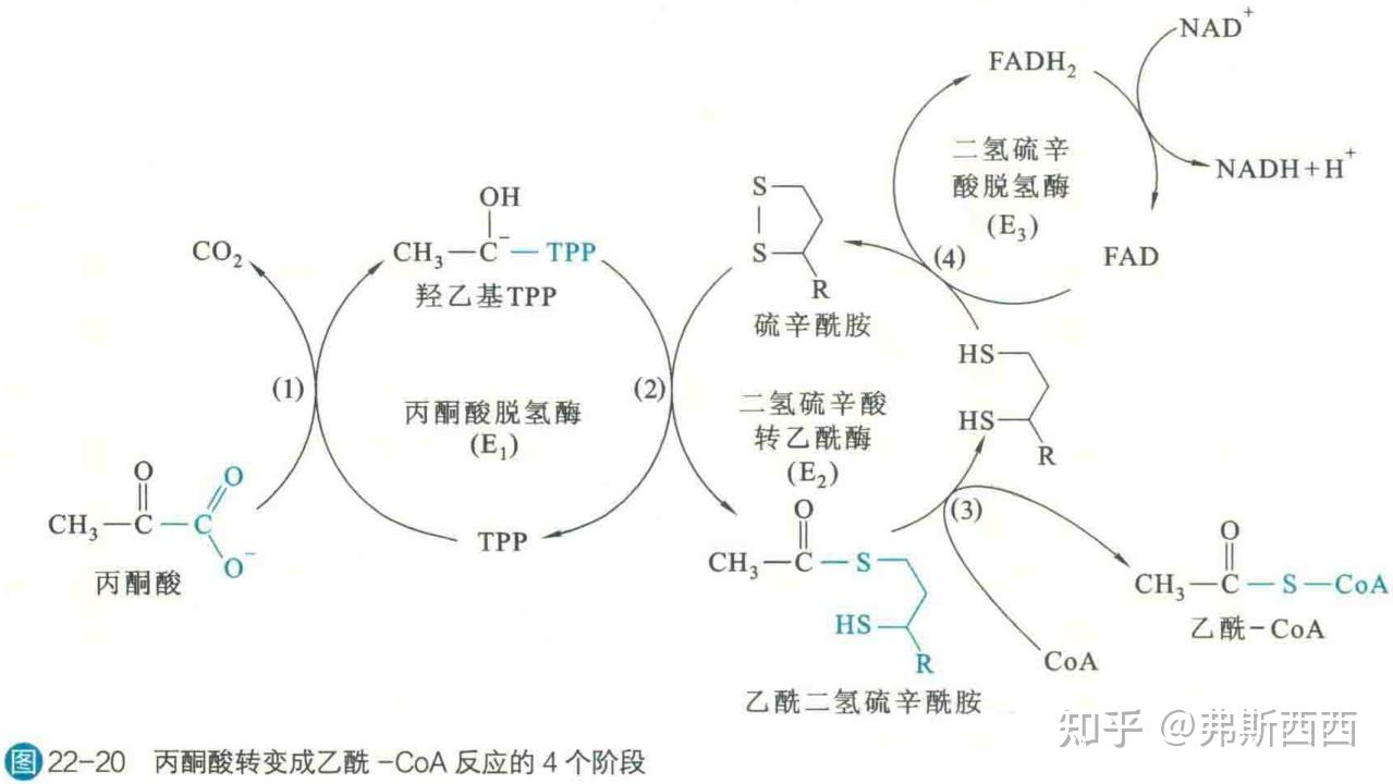 在丙酮酸脱氢酶复合体的催化下生成乙酰coa,才能进入三羧酸循环:丙酮
