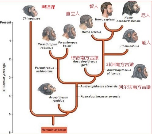 尼安德特人、直立人、智人、元谋人、北京人等等,这些人种之间的关系是什么? - 知乎
