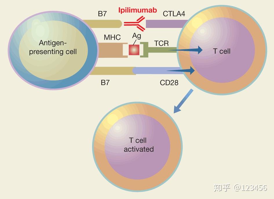 ctla-4 & pd-1:免疫治疗——士力架和办假证