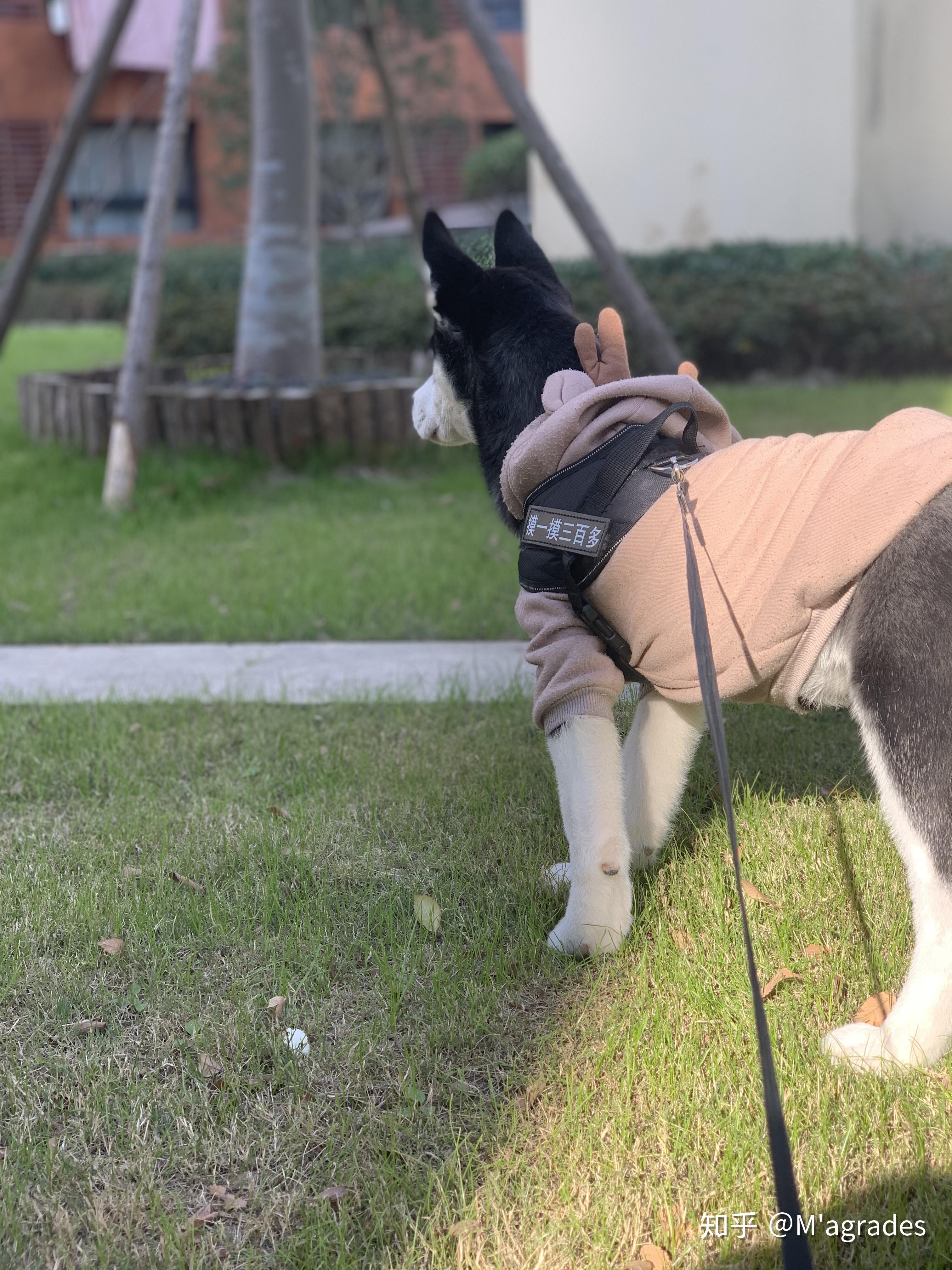 两个月的拉布拉多这是飞耳吗?