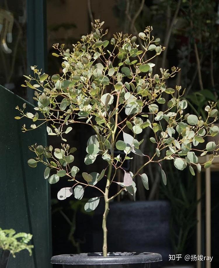 那些高级感十足的银色系植物