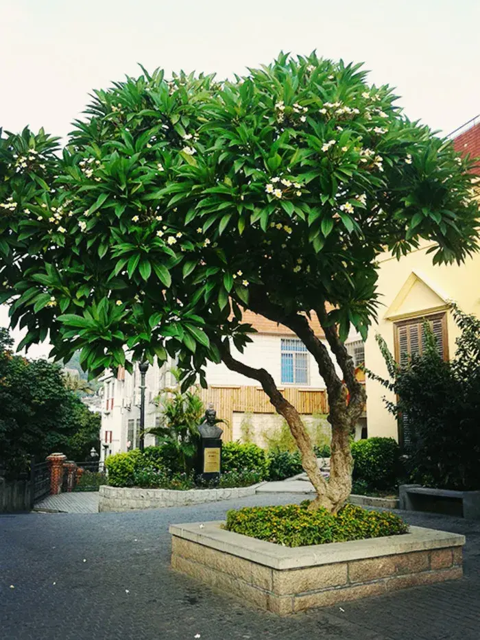 庭院常用植物乔木篇