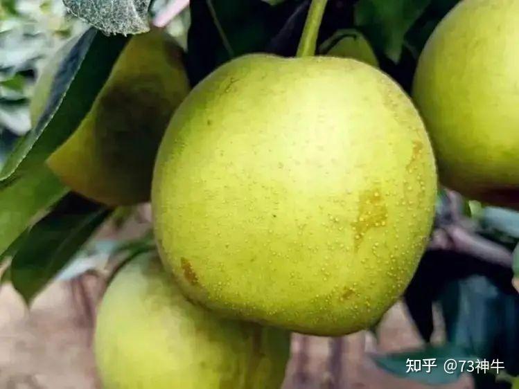 中国有名的“10大名梨”,你吃过几种?有没有你家乡的梨上榜 - 知乎