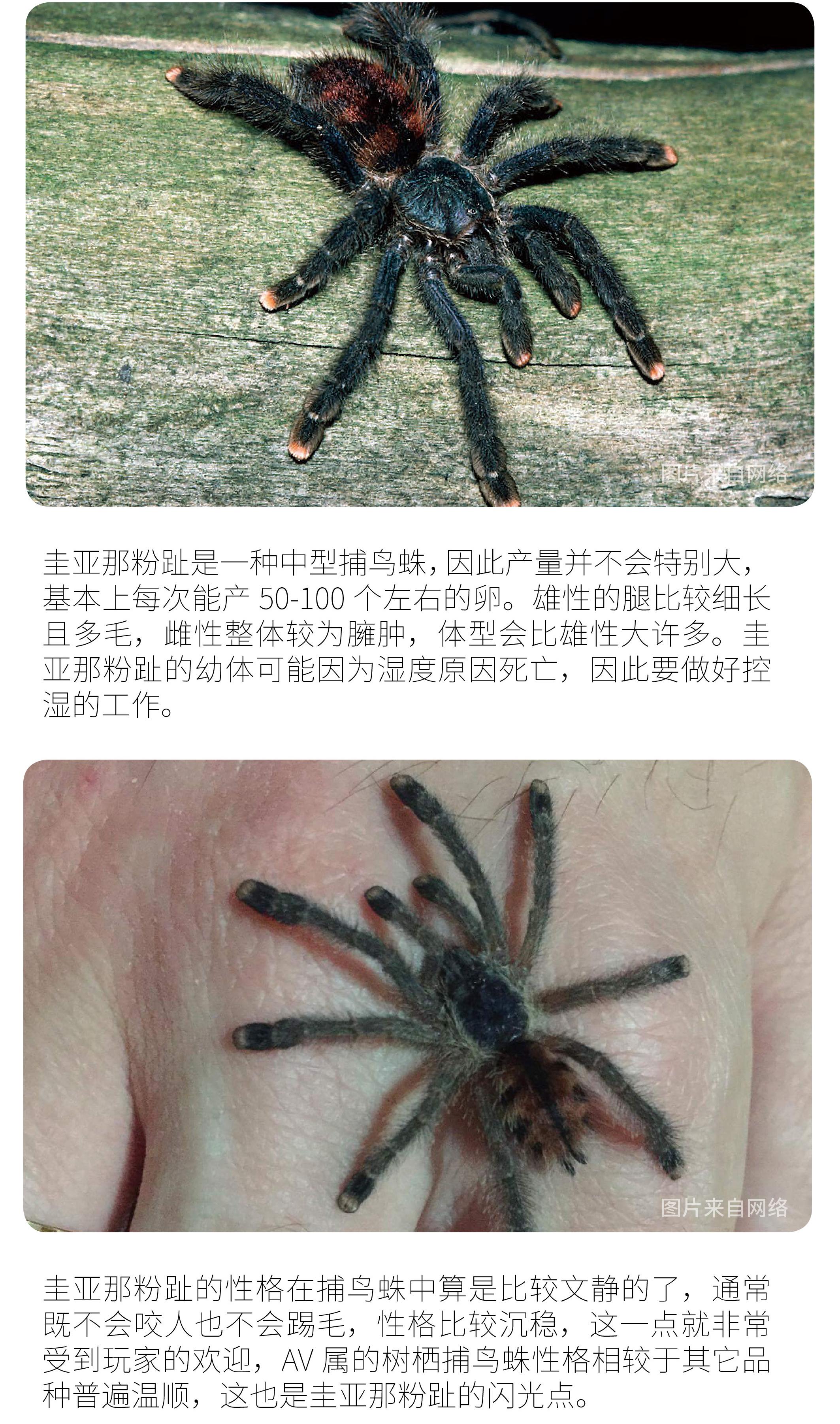 物种小谈|圭亚那粉趾捕鸟蛛