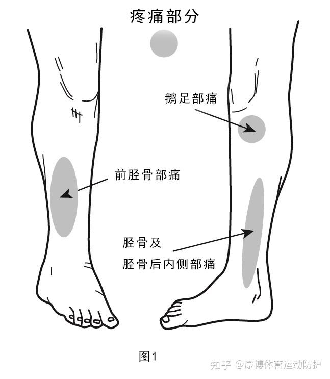 足胫骨位置图片