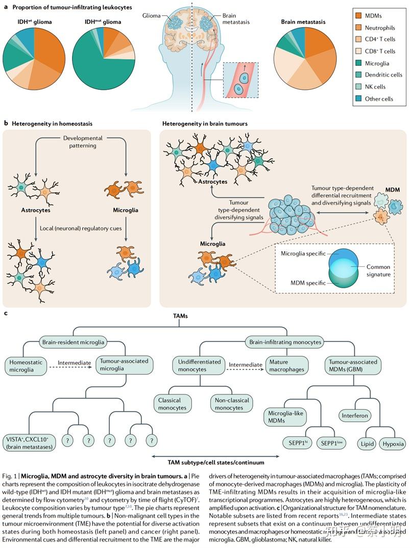 Nid182 glial and myeloid heterogeneity in the brain tumour