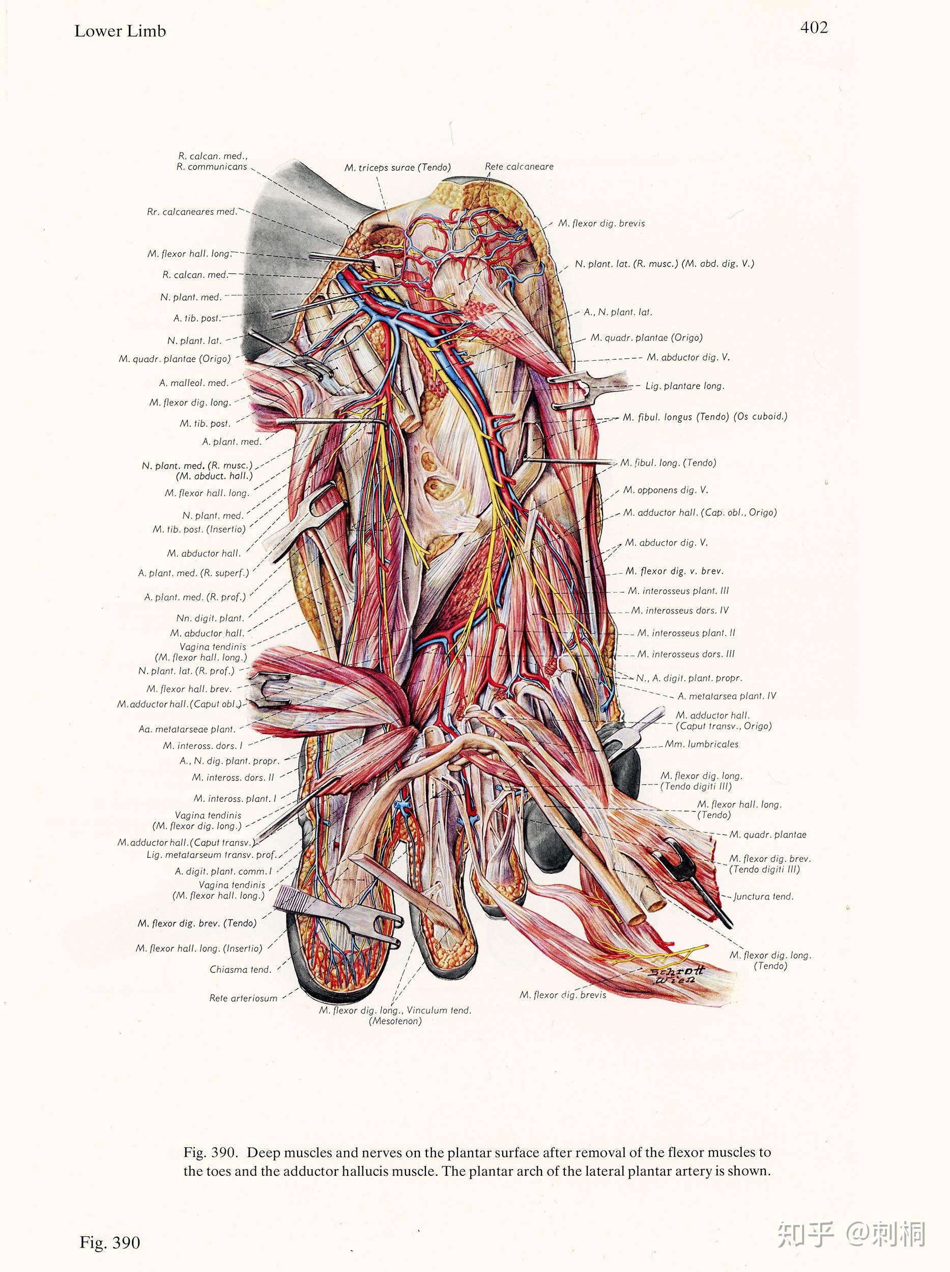 欧美经典人体解剖图谱概览