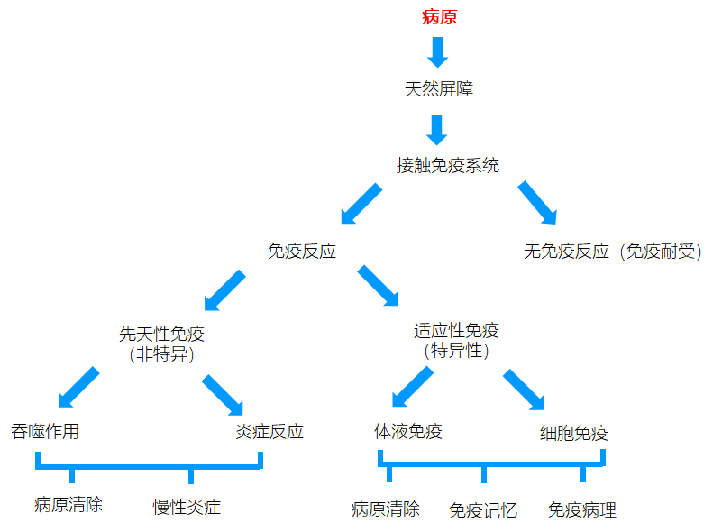 免疫系统概况 - 知乎
