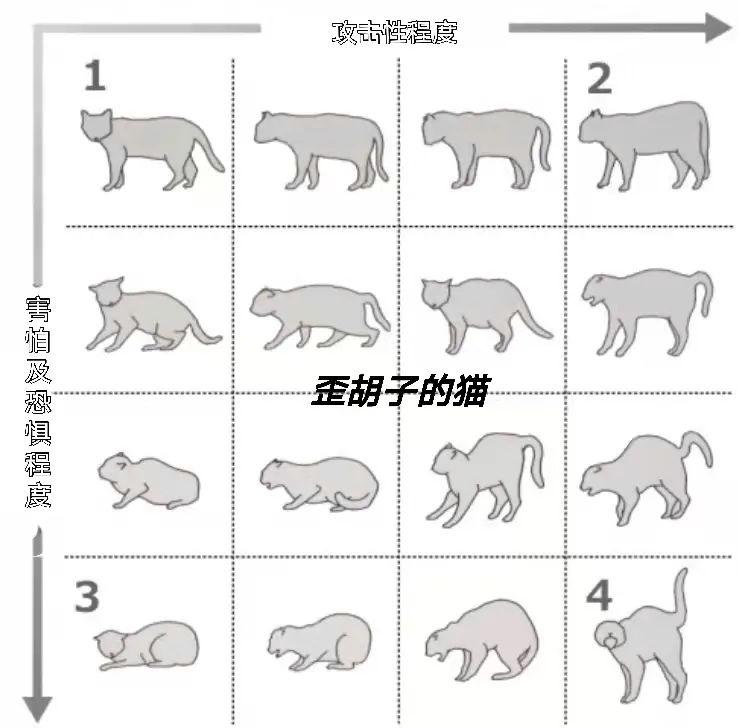 歪胡子的猫一分钟读懂猫咪的姿势