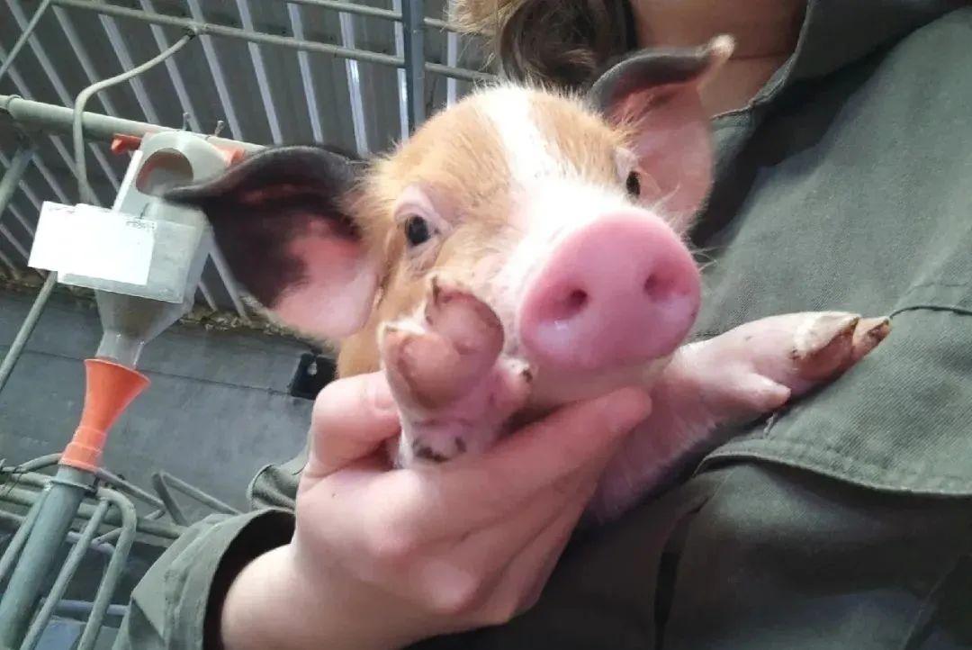 母猪配种时, 8个注意事项要做好了,窝产13头以上不是梦