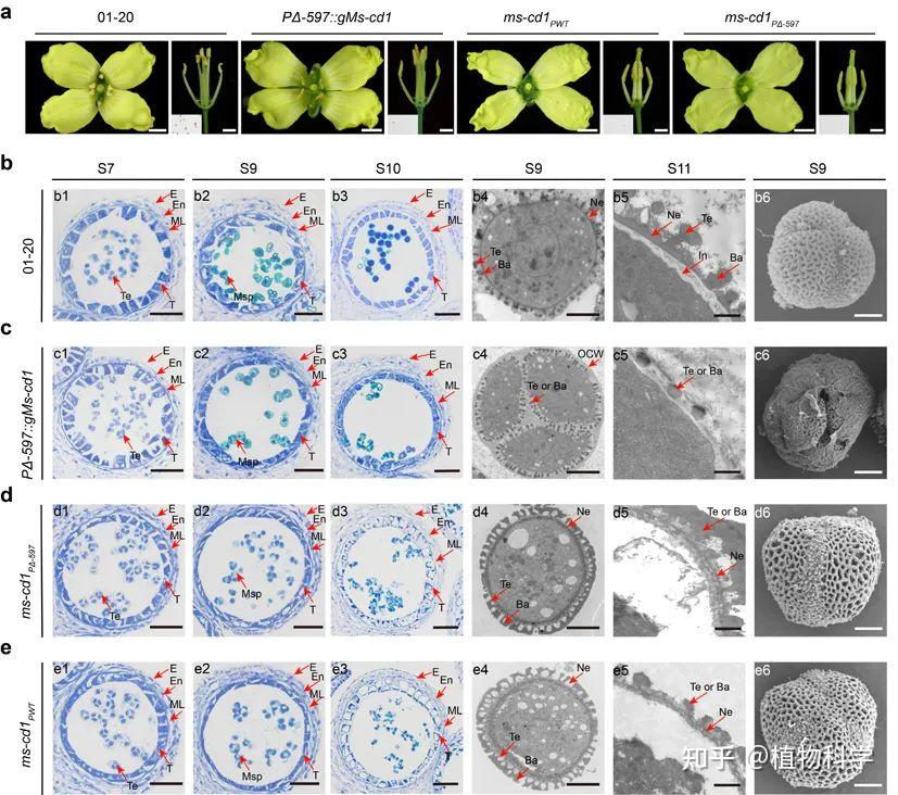 Nature Communications | 中国农业科学院蔬菜花卉研究所甘蓝青花菜课题组揭示显性雄性不育的遗传调控机制 - 知乎