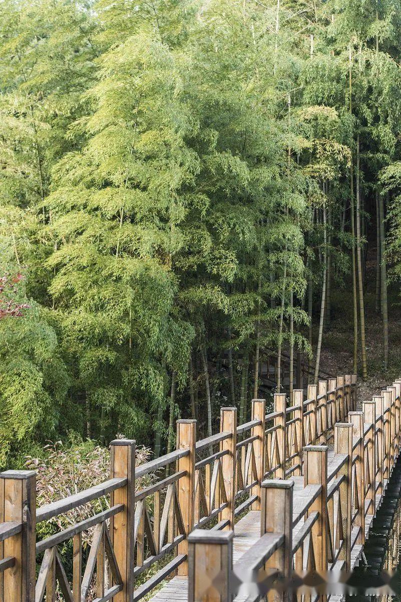 安吉必玩三大景点，安吉旅行指南：千年竹林，电站奇迹等你探索！ - 知乎