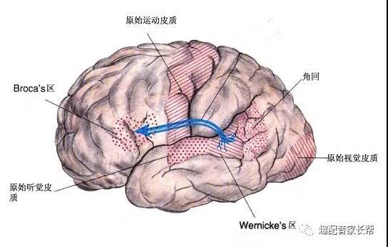 此时再学外语,大脑已经无法把外语直接储存在布洛卡区,这时当你再产生