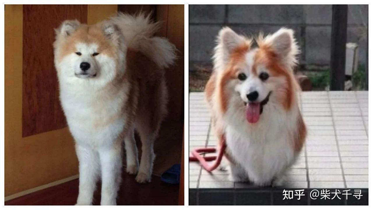 长毛柴犬丨串串or失格