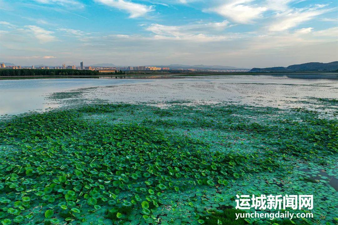 夏日风光好,平陆县三湾大天鹅景区里,蓝天白云,草绿水清,荷叶碧绿