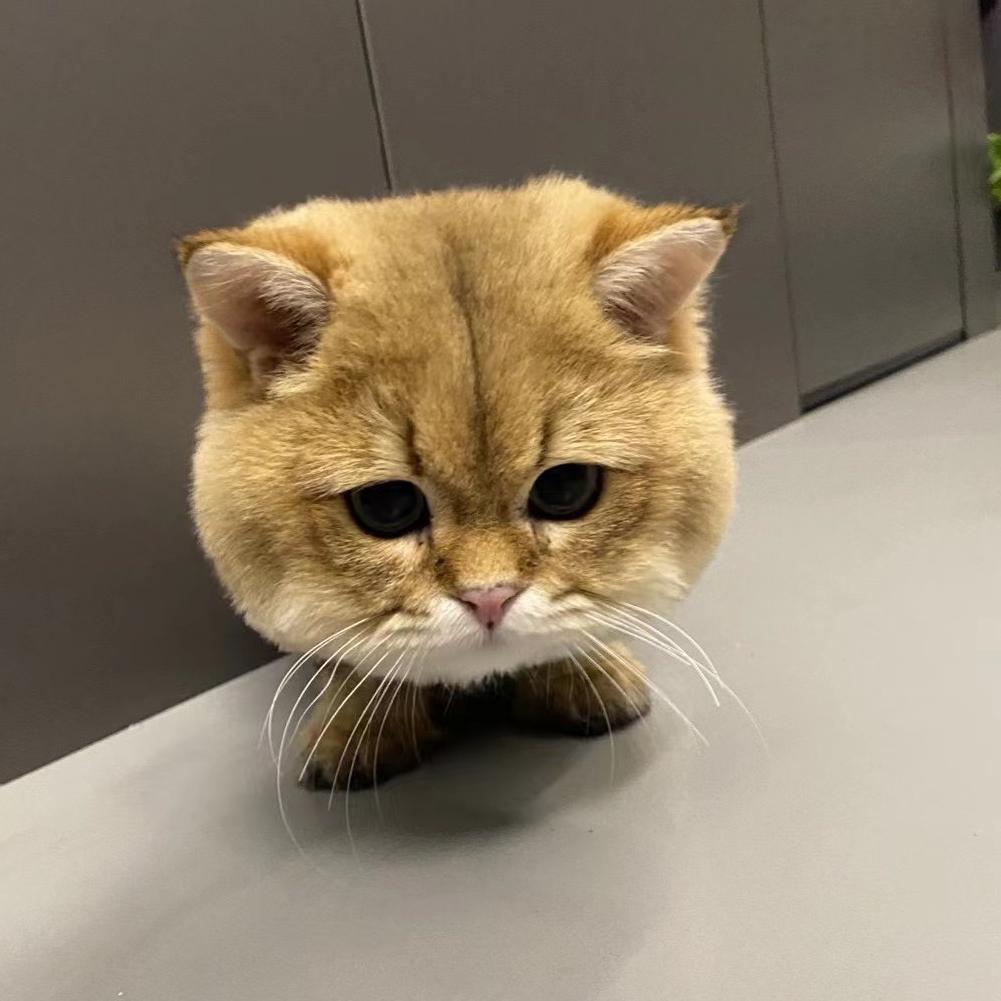 不语素章