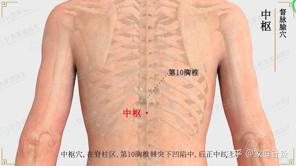 中枢穴位于背部,第十胸椎棘突下凹陷中,后正中线上.