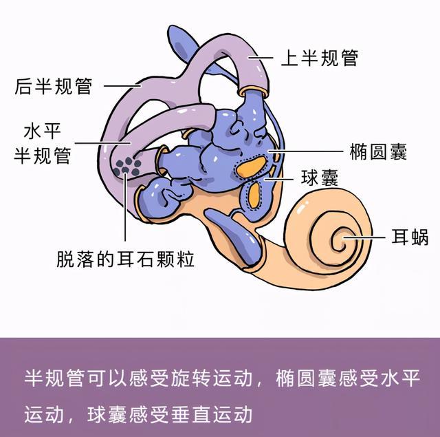 在耳朵里,有一个前庭器官包括半规管,椭圆囊和球囊