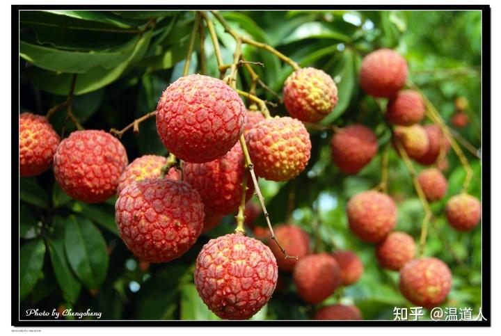 “中国荔枝之乡”镇隆荔枝 - 知乎