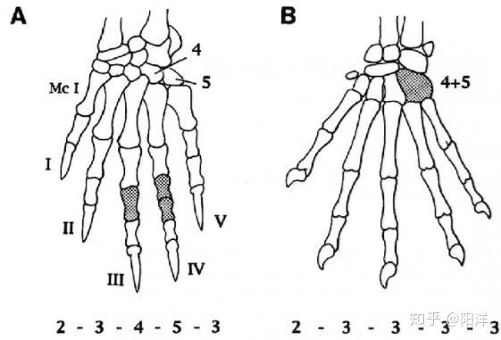 翼龙为什么比鸟类更适合大型化