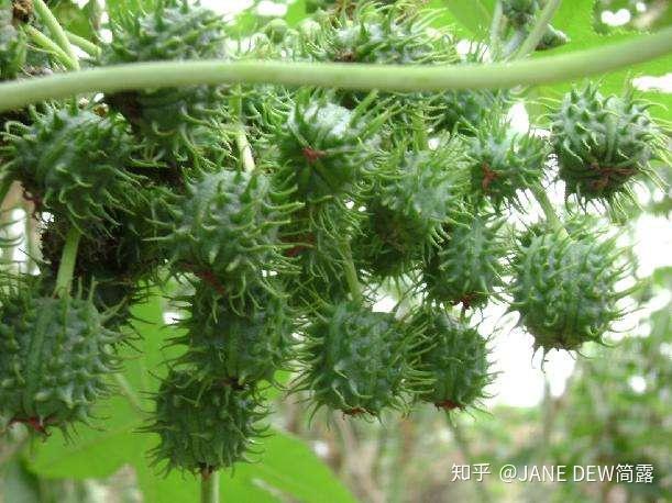蓖麻又名草麻子或是红大麻子,是典型的不干性液体油,主要成分是蓖麻